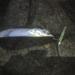 タチウオしゃぶしゃぶ〜！！！