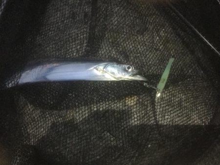 タチウオしゃぶしゃぶ〜！！！