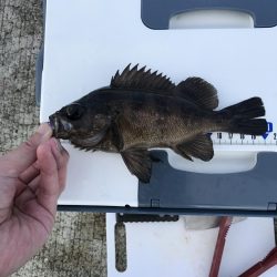 メバルが釣れました