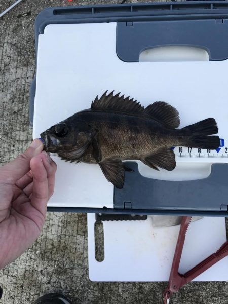 メバルが釣れました