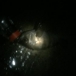 久々にメバリング