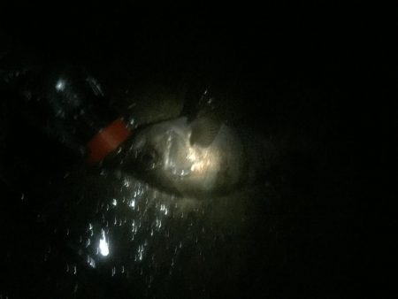 久々にメバリング