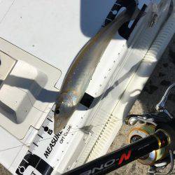 恒例ハゼ釣りのはずが、、、