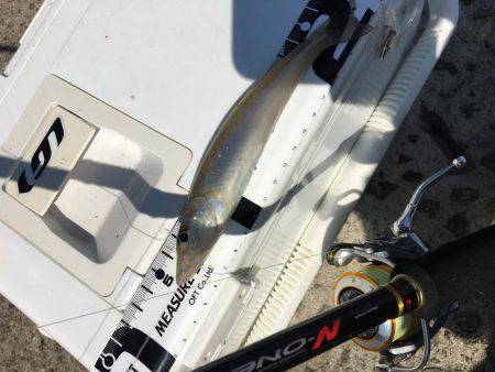 恒例ハゼ釣りのはずが、、、