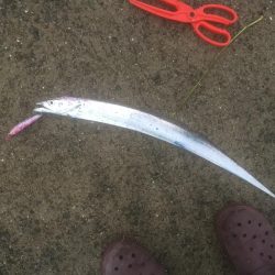 タチウオワインド