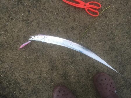 タチウオワインド