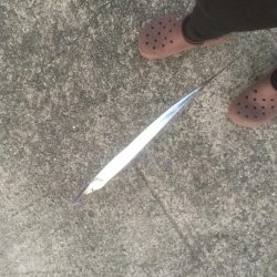 タチウオがもどってキタ！