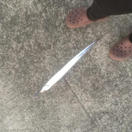 タチウオがもどってキタ！