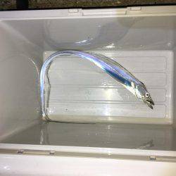 日没直後にきました