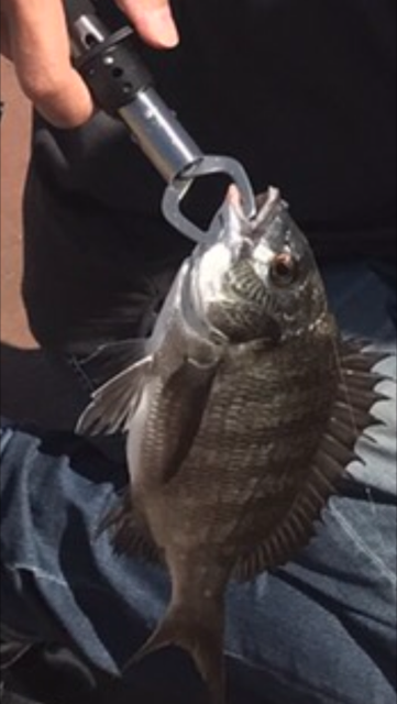 大阪舞洲（まいしま）でカニでヘチ釣り　食い…