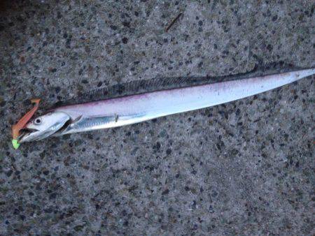 タチワン サゴゼ〜ロ〜