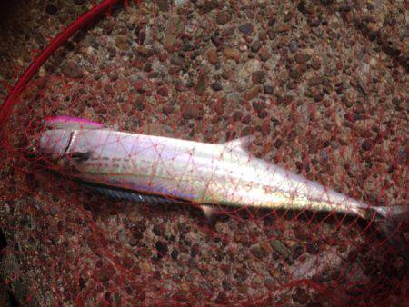 ハマツーサゴファイブ