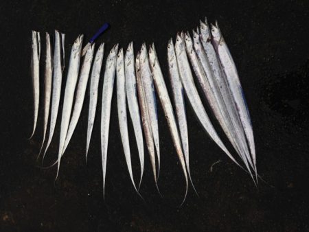 タチウオ1091で20