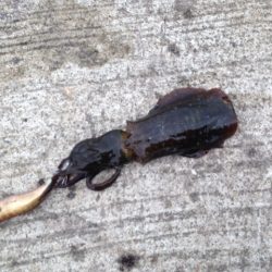 ホーム新仔調査