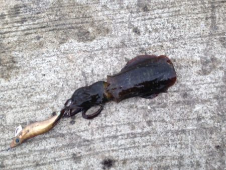 ホーム新仔調査