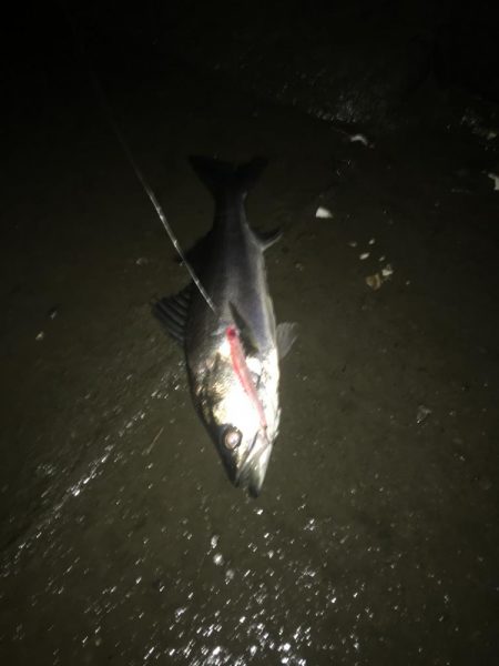 員弁川シーバス