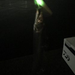 来てますね(o^^o)