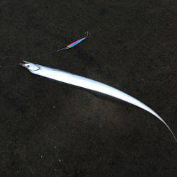 小太刀ですが……