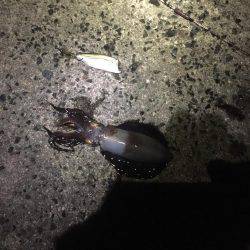 当たりは有るのに