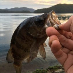 今シーズン初メバル