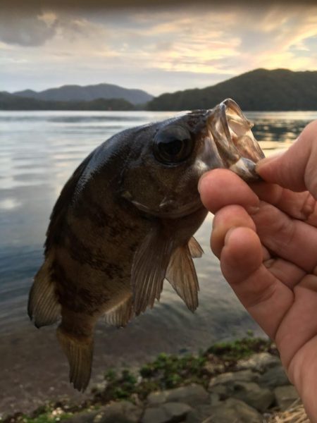 今シーズン初メバル