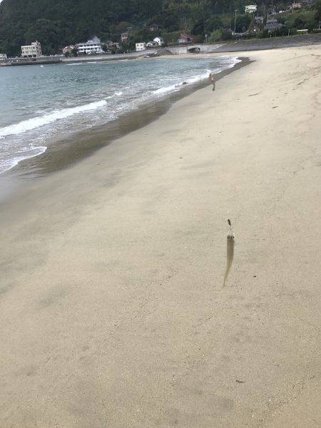 エギングからのキス釣り