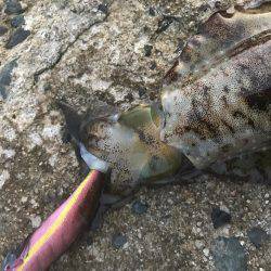 4回目のエギング