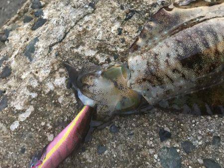 4回目のエギング