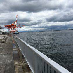 サゴシ&太刀魚調査