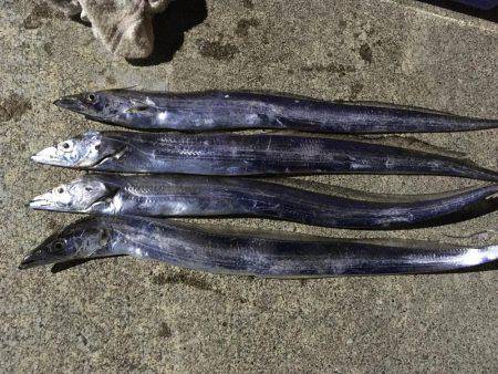 イカが釣れない理由