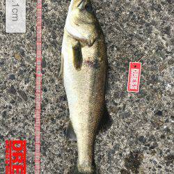 ノマセできました