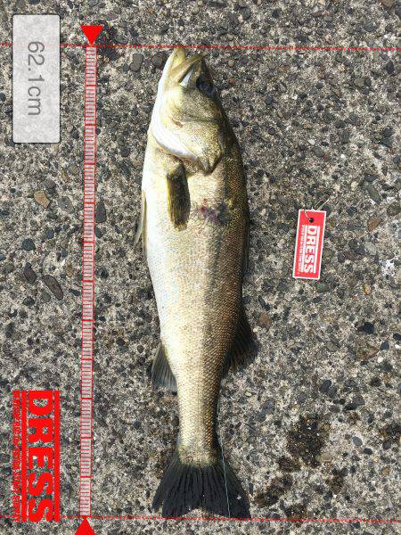 ノマセできました