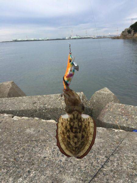 アオリイカはどこ？