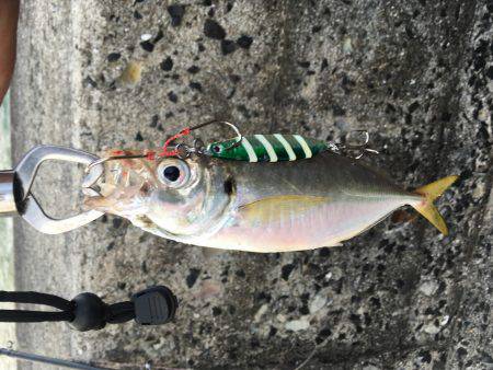 アジン..グ...？