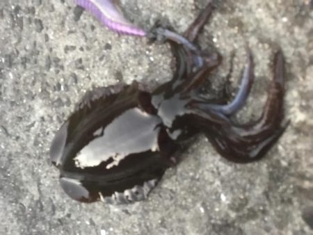 青物大敗後の悪あがき