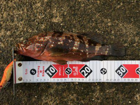 アコウ増えてます、カワハギは微妙