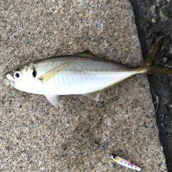 アジ・サゴシ・タチウオ