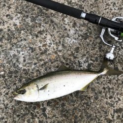 ツバス・タチウオ