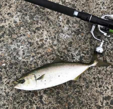 ツバス・タチウオ