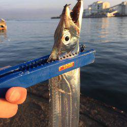 太刀魚とサゴシ