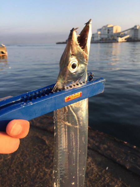 太刀魚とサゴシ
