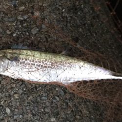 ハマチ・サゴシ