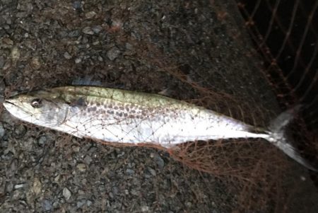 ハマチ・サゴシ