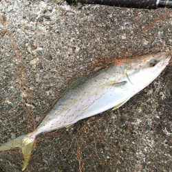 ハマチ・サゴシ