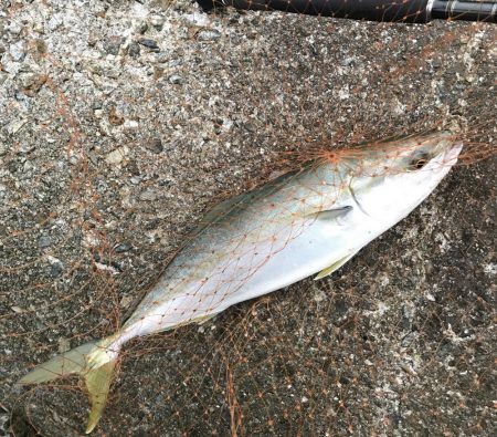 ハマチ・サゴシ