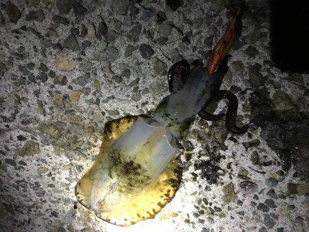 寒くなってきてます