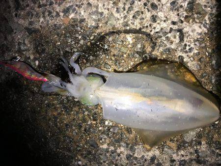 大きくなってます