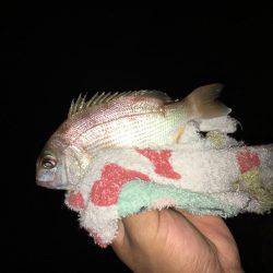 気になっていた地磯