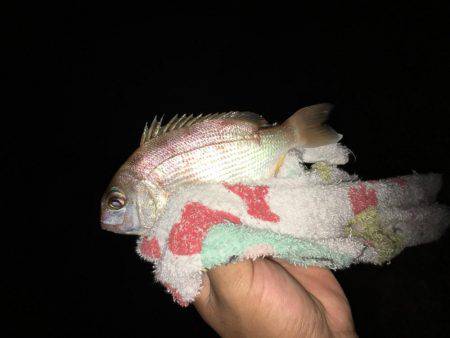 気になっていた地磯