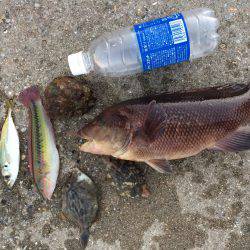 落としで五目釣り